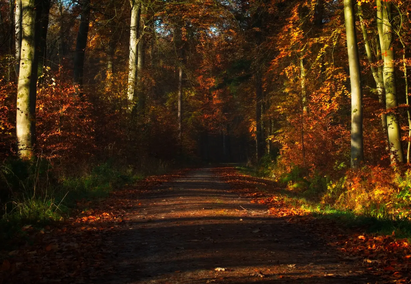 Pad door een herfstbos met geel en oranje gekleurde bomen