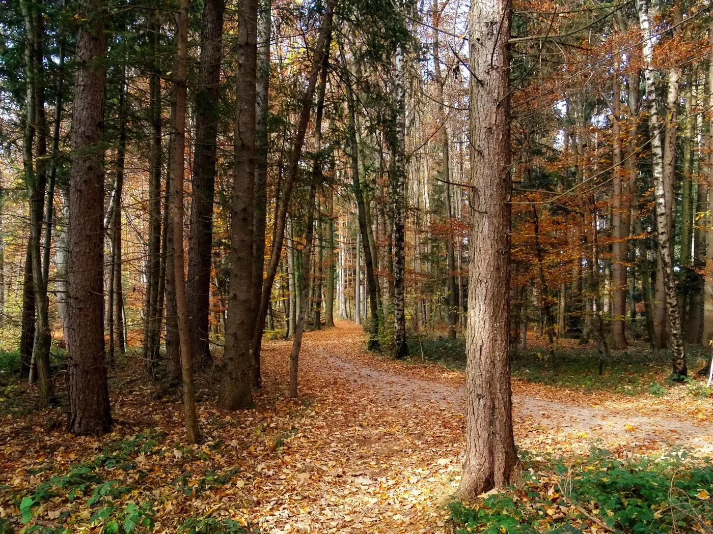 Bospad bedekt met gekleurde herfstbladeren tussen hoge bomen