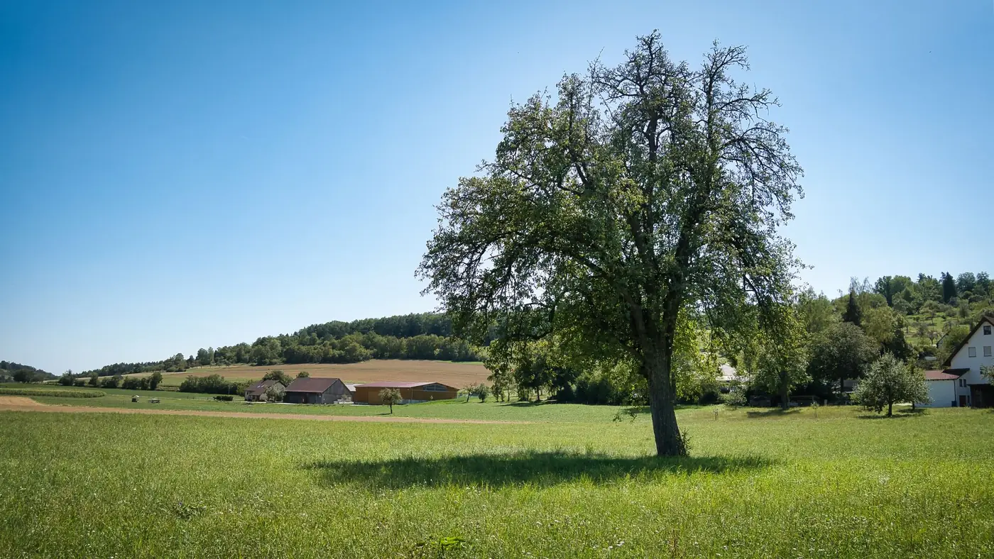 Zonnig landelijk landschap met boom en velden in Duitsland