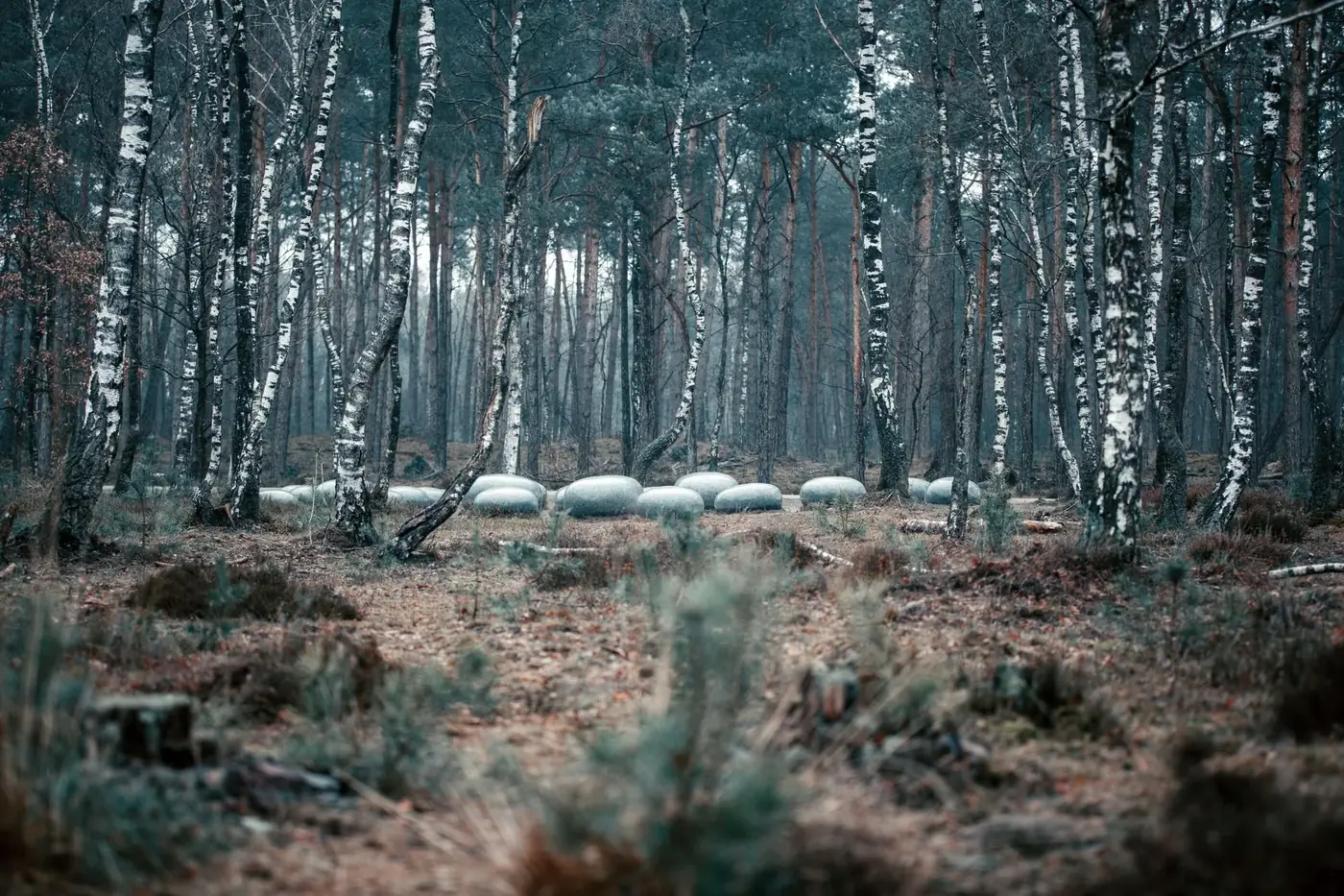 Serene misty birch forest with unique stone installations among trees.