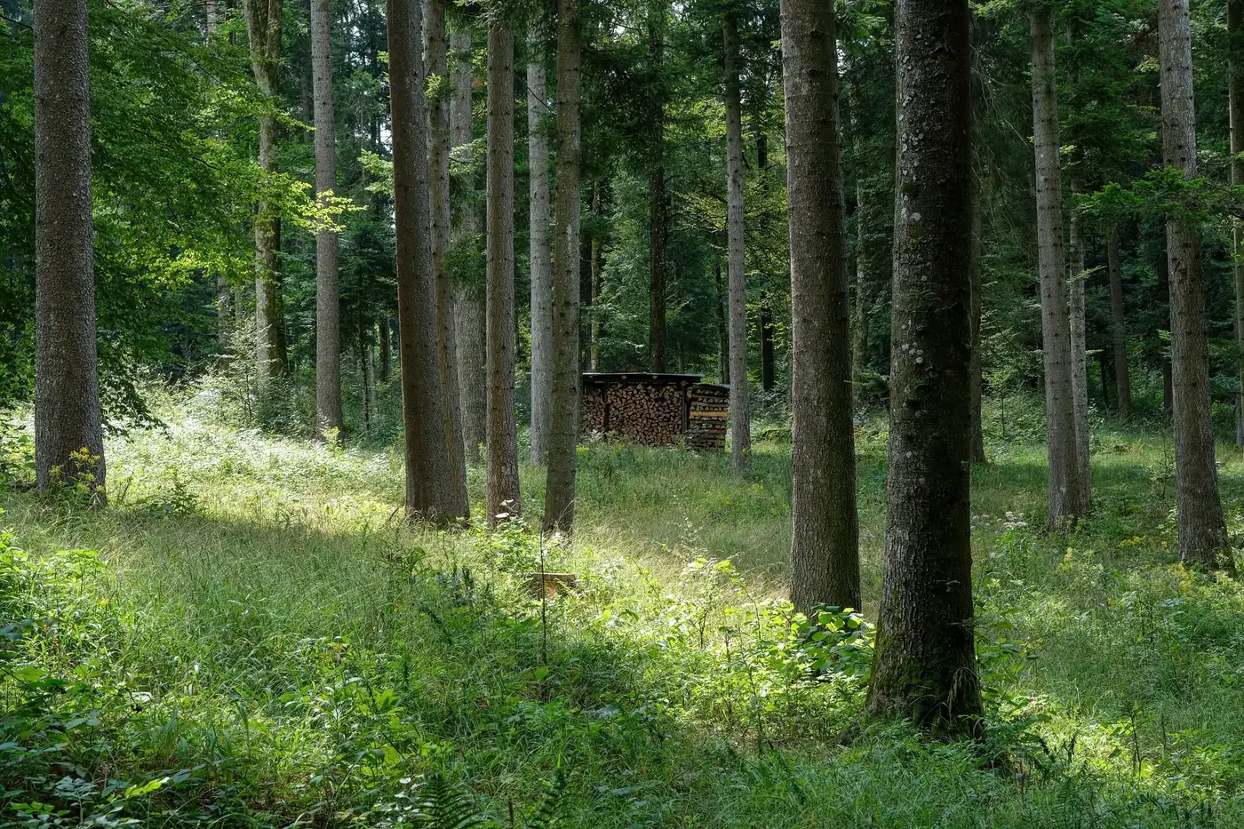 A peaceful forest setting featuring tall trees and a stack of firewood, showcasing tranquility.