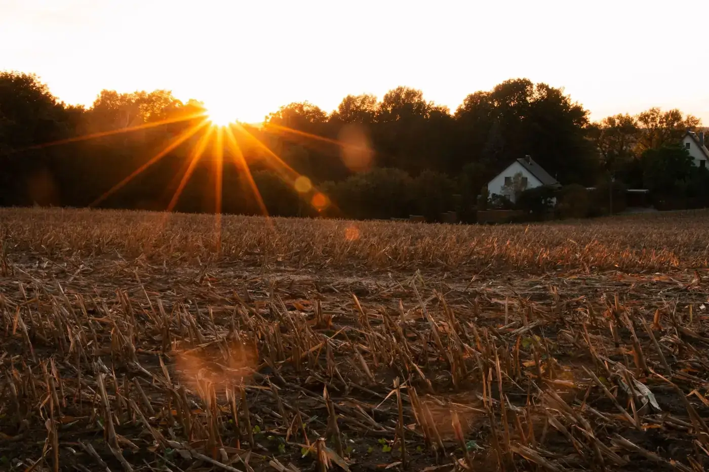 Golden sun setting over a tranquil rural field with dry harvested crops and distant houses.
