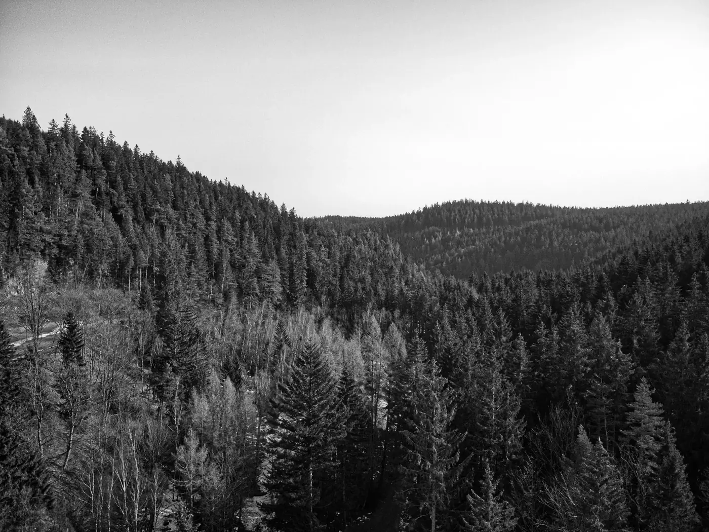 Aerial black and white image of a dense pine forest in Ilmenau, Germany.