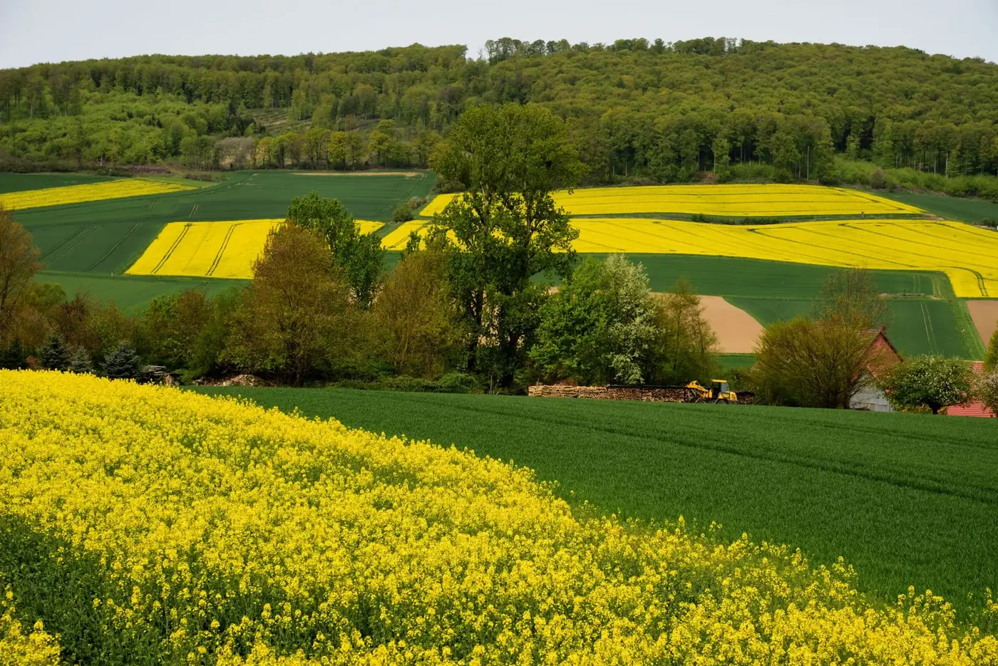 Colorful canola fields in Kalefeld, Niedersachsen, capture the vibrant essence of spring.