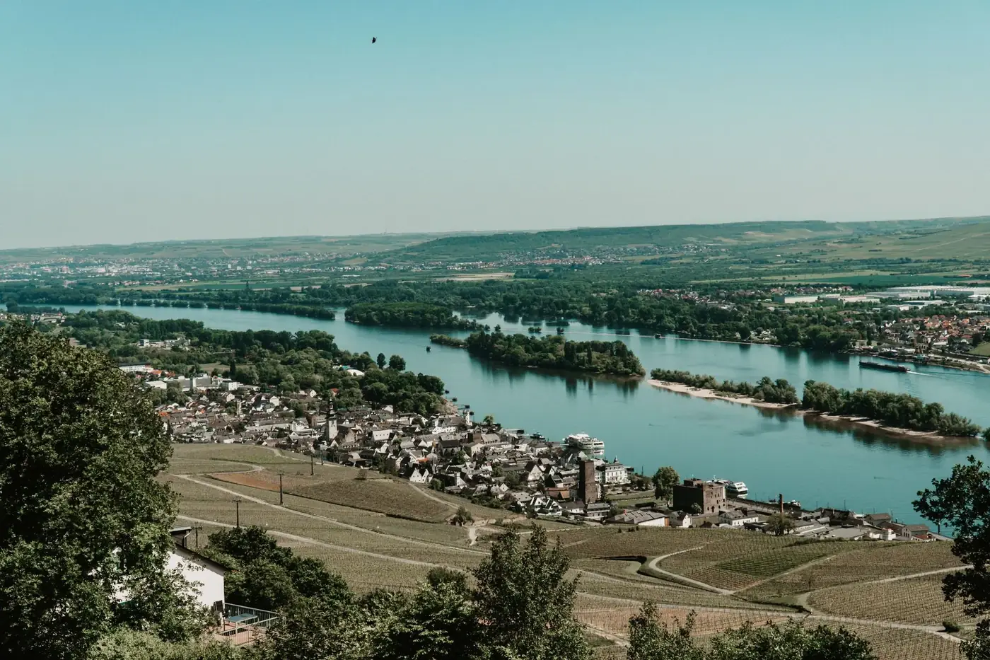 Aerial view of vineyards and river flowing through Rüdesheim am Rhein town during summer.
