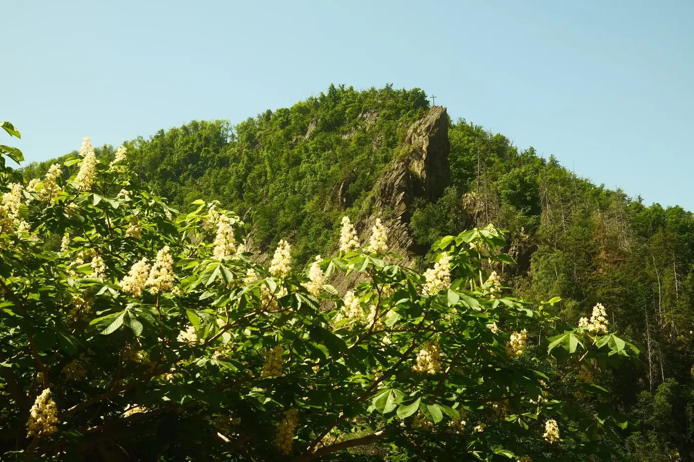 Lush greenery and blossoming trees on a sunny hillside in the Harz, Germany.