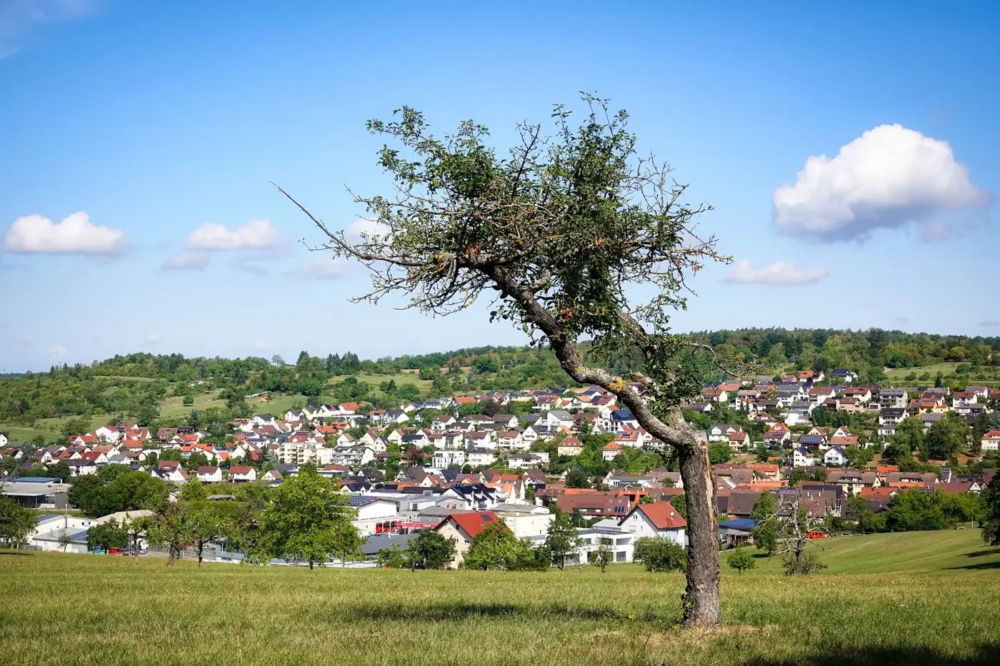 Lush green landscape with a lone tree overlooking the village of Niefern-Öschelbronn in Germany.