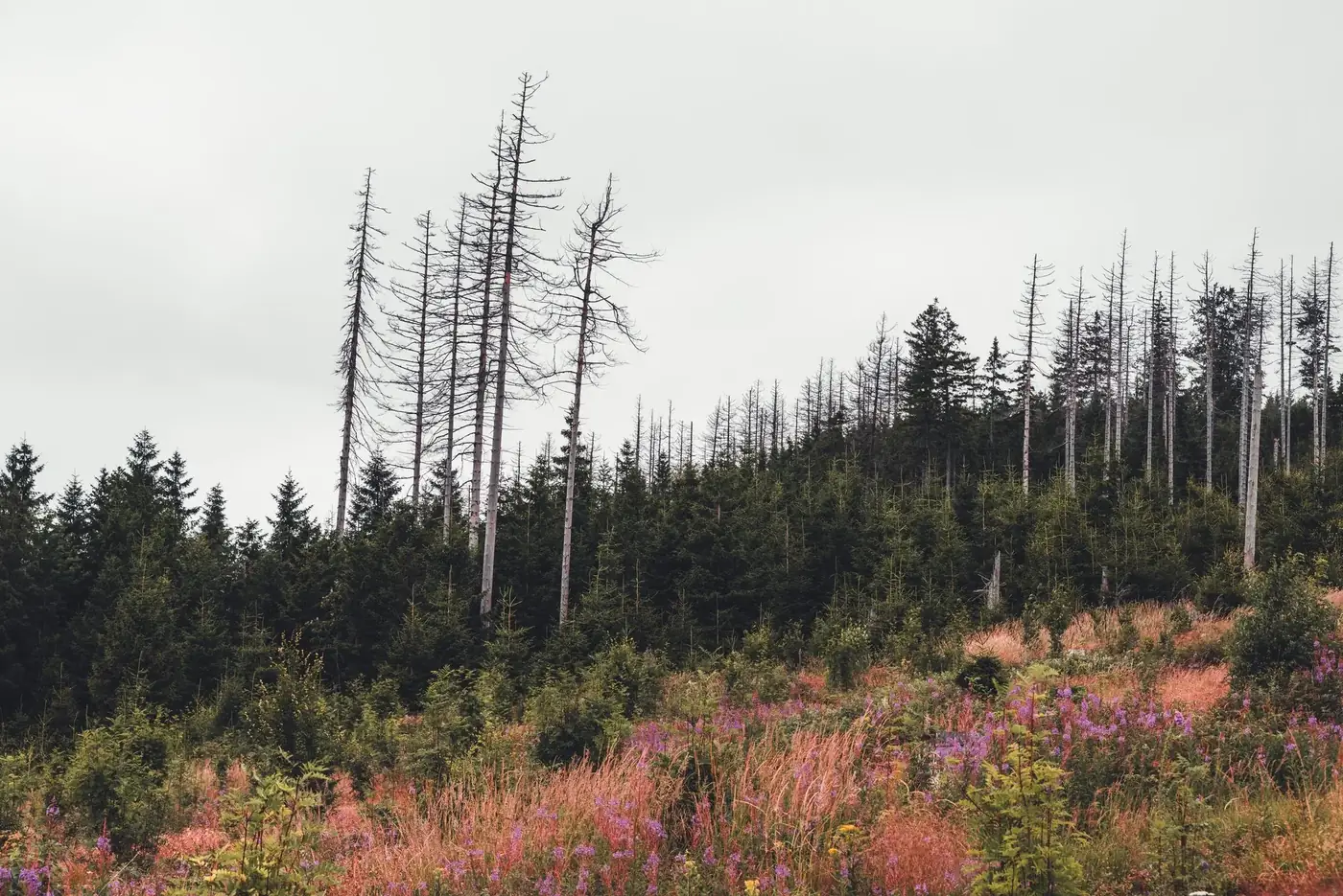 Enchanting view of a forest with wildflowers in Braunlage, Germany.