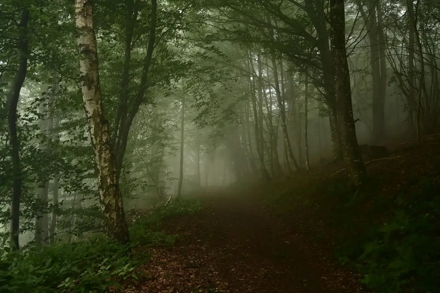 A serene forest path shrouded in mist, creating a mysterious ambiance.