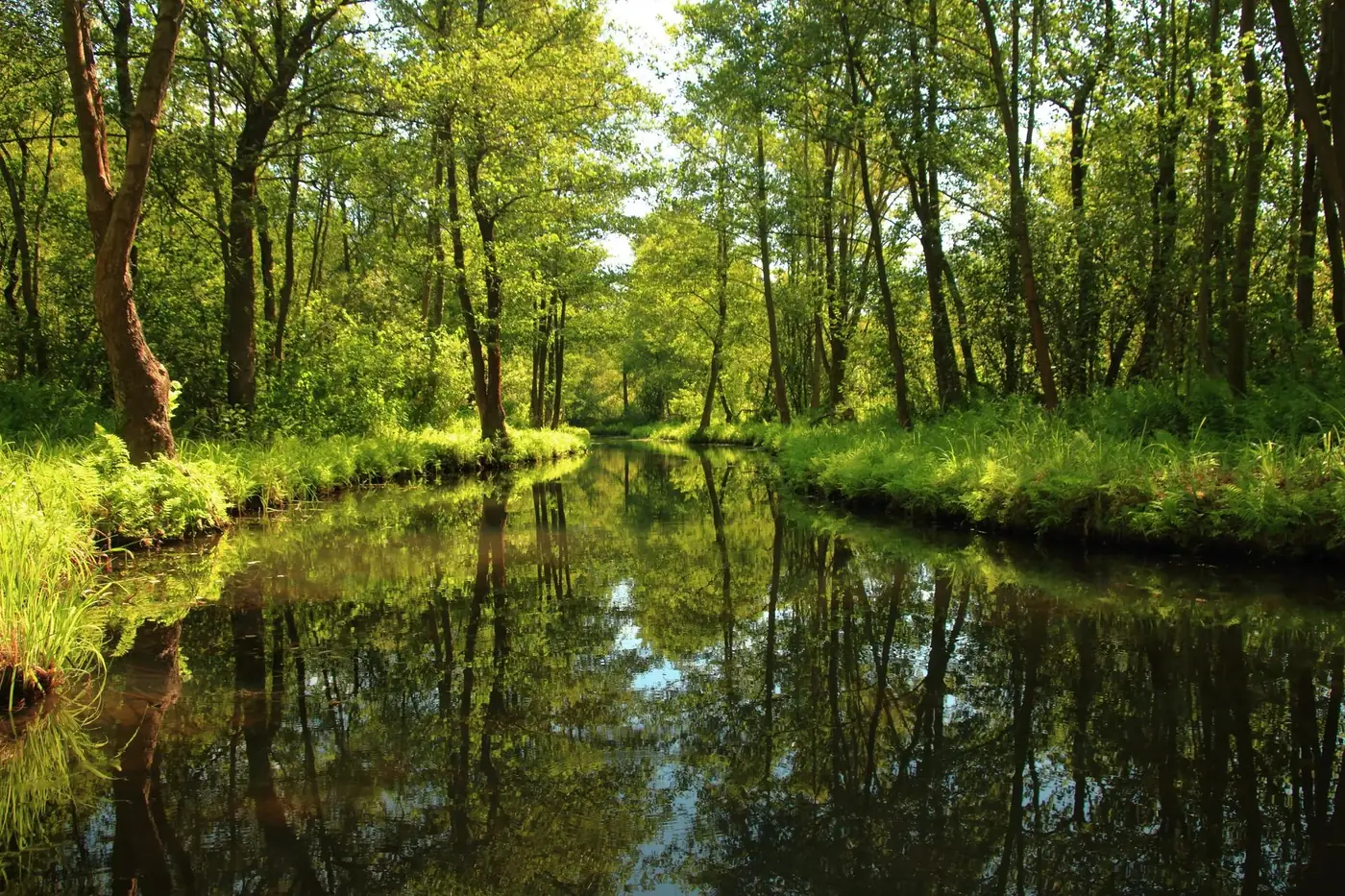 Tranquil forest canal reflecting lush greenery in Lübben, Germany, captured in vibrant daylight.