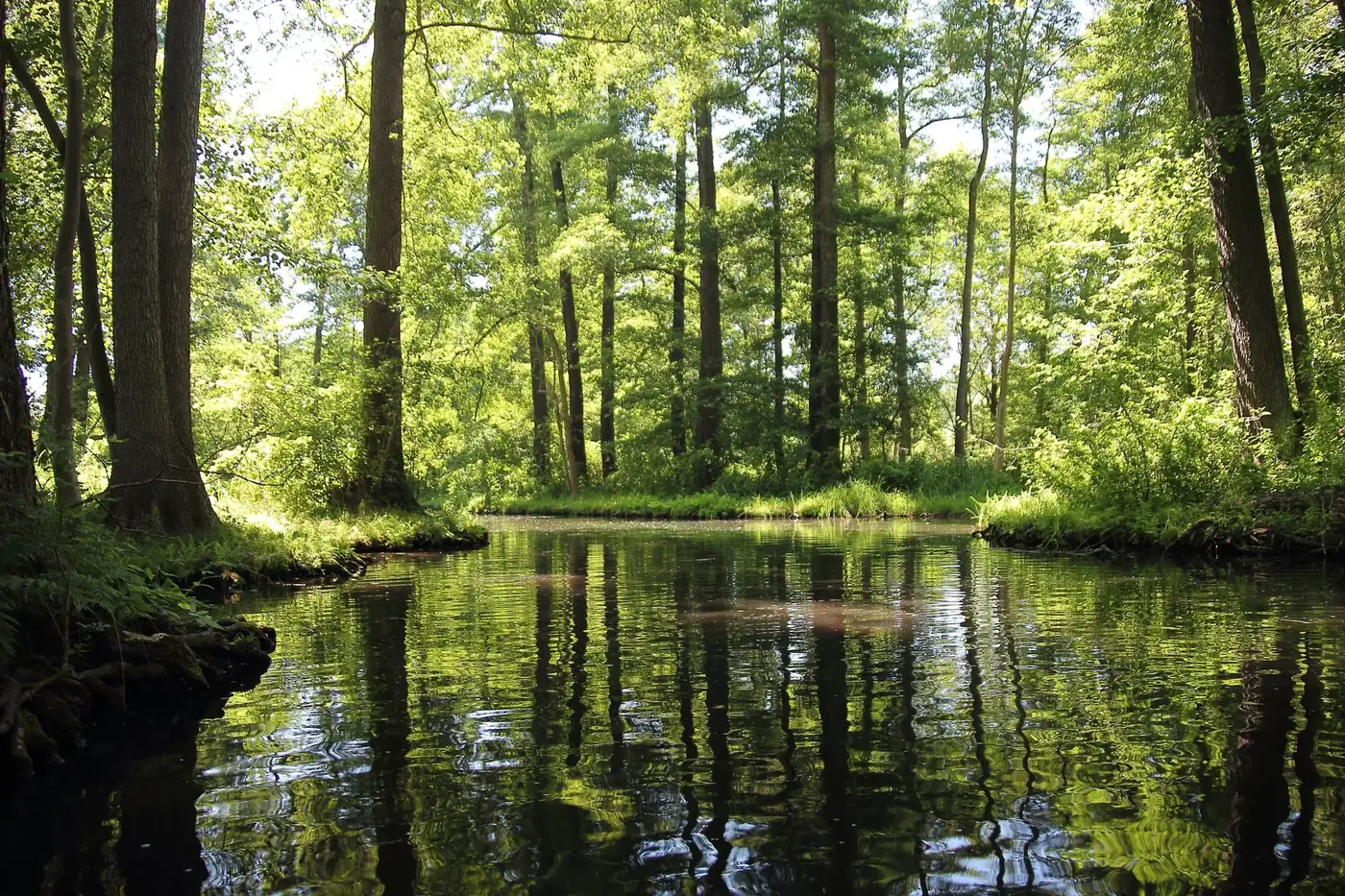 Serene view of lush green forest and river in Spreewald, Germany during summer.
