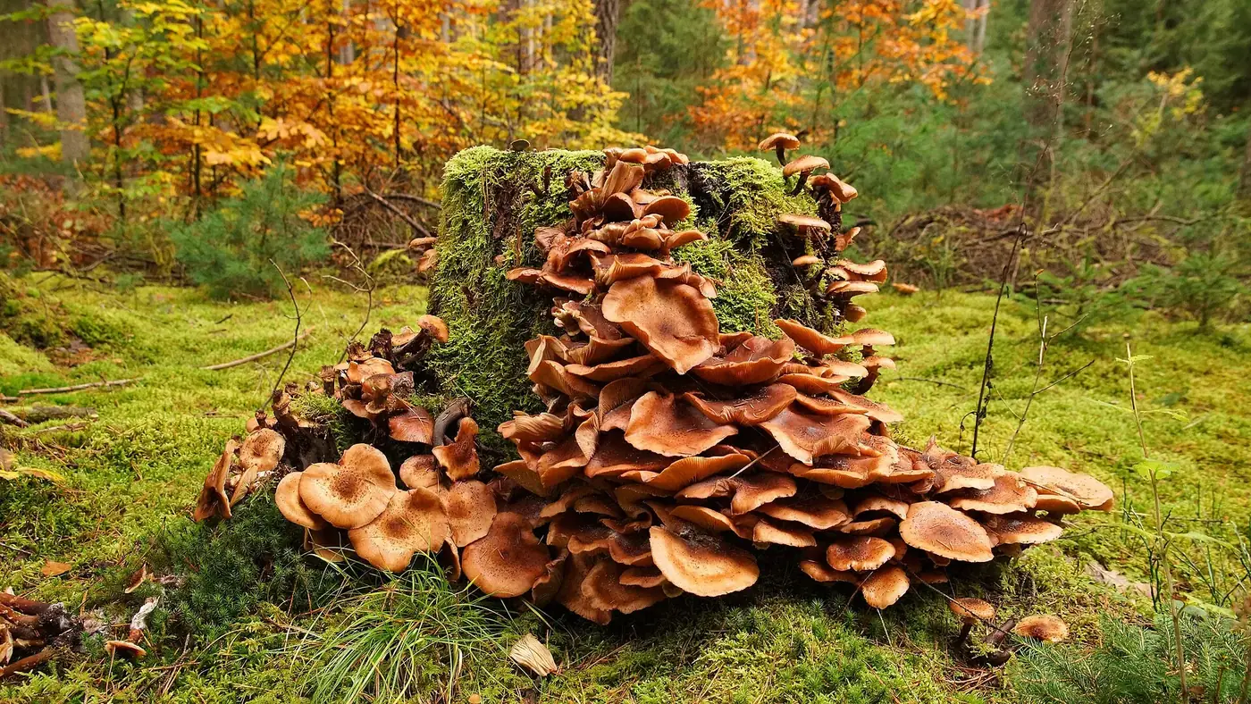 Ludwigswinkel