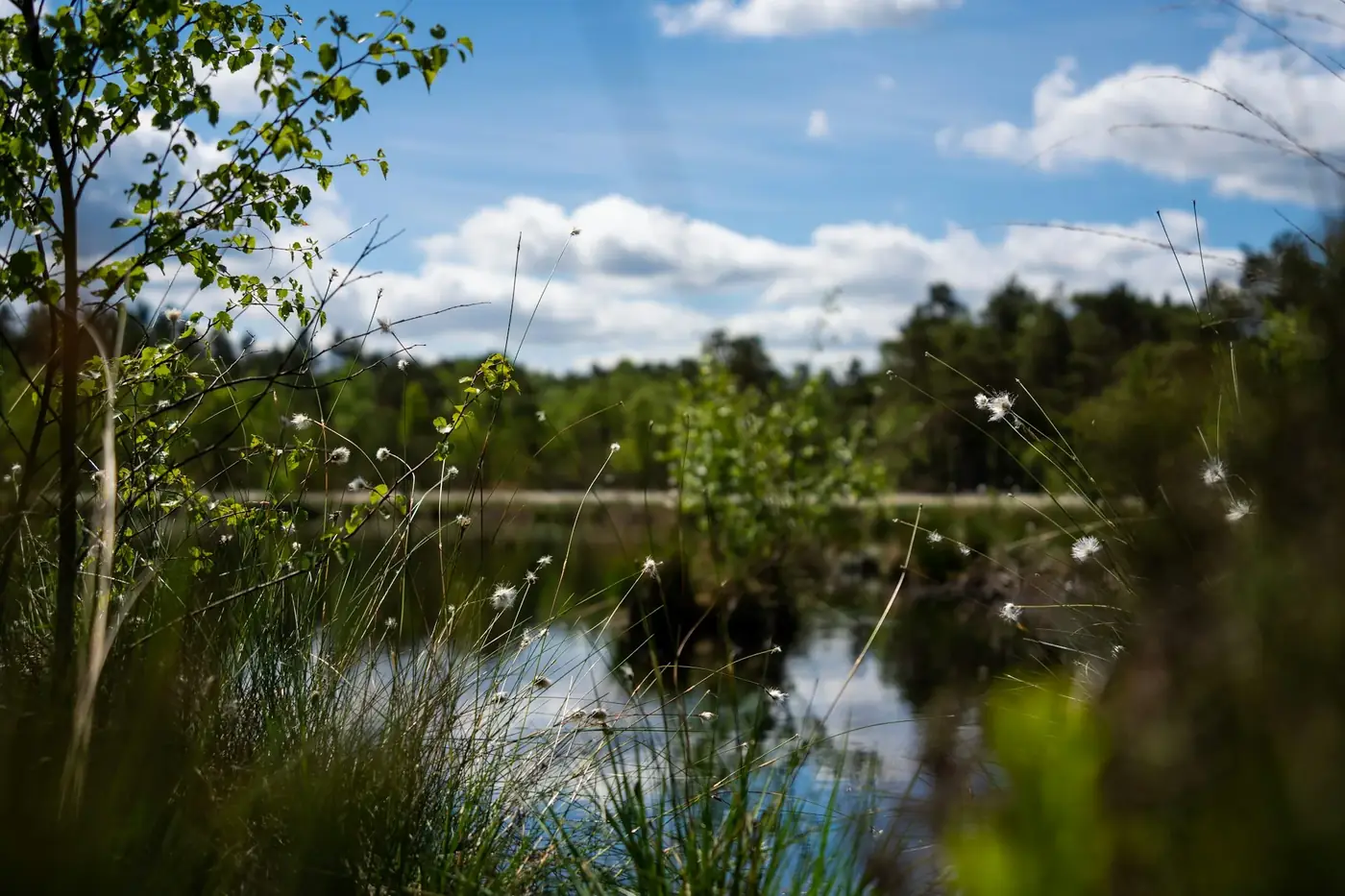 Lüneburger Heide
