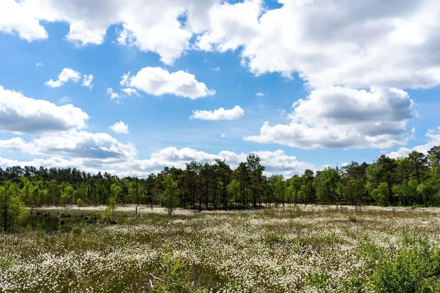 Lüneburger Heide