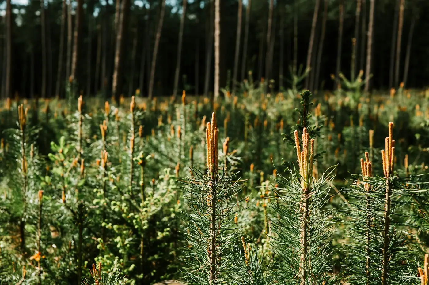 Lüneburger Heide
