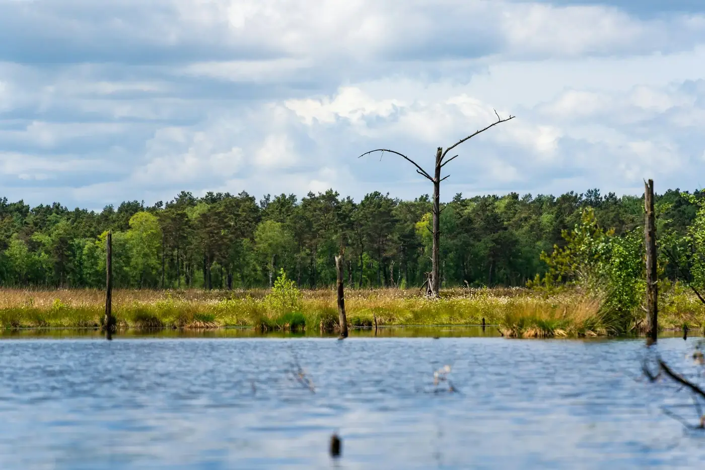 Lüneburger Heide