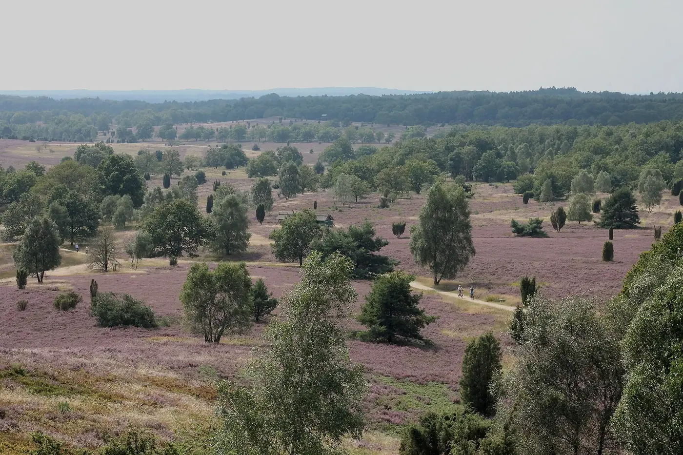 Lüneburger Heide