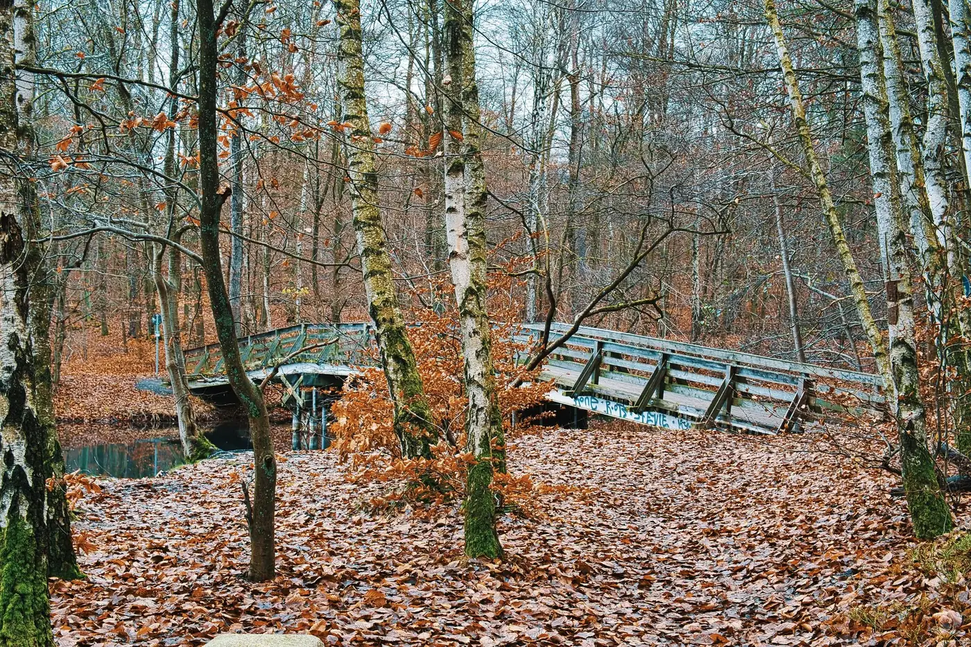 A scenic autumn view of a wooden footbridge in the birch-filled Stechlin forest in Germany.