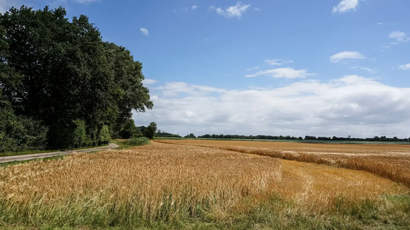 Golden wheat field under a blue sky in Lütau, Schleswig-Holstein.