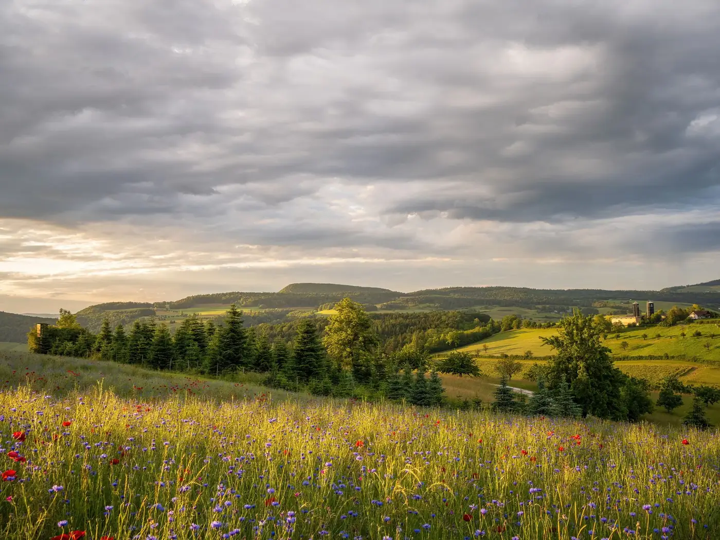 Beautiful countryside landscape with wildflowers, meadows, and rolling hills at sunset.