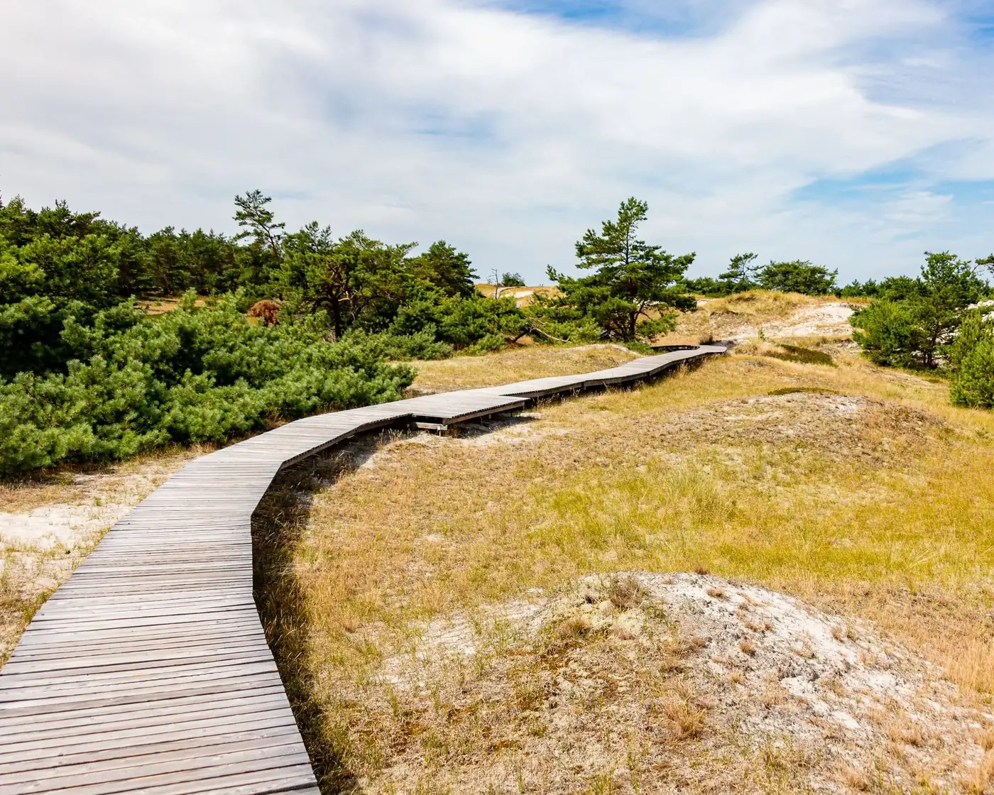 Explore the serene wooden boardwalk through sandy dunes and pine trees in Wieck a. Darß, Germany.