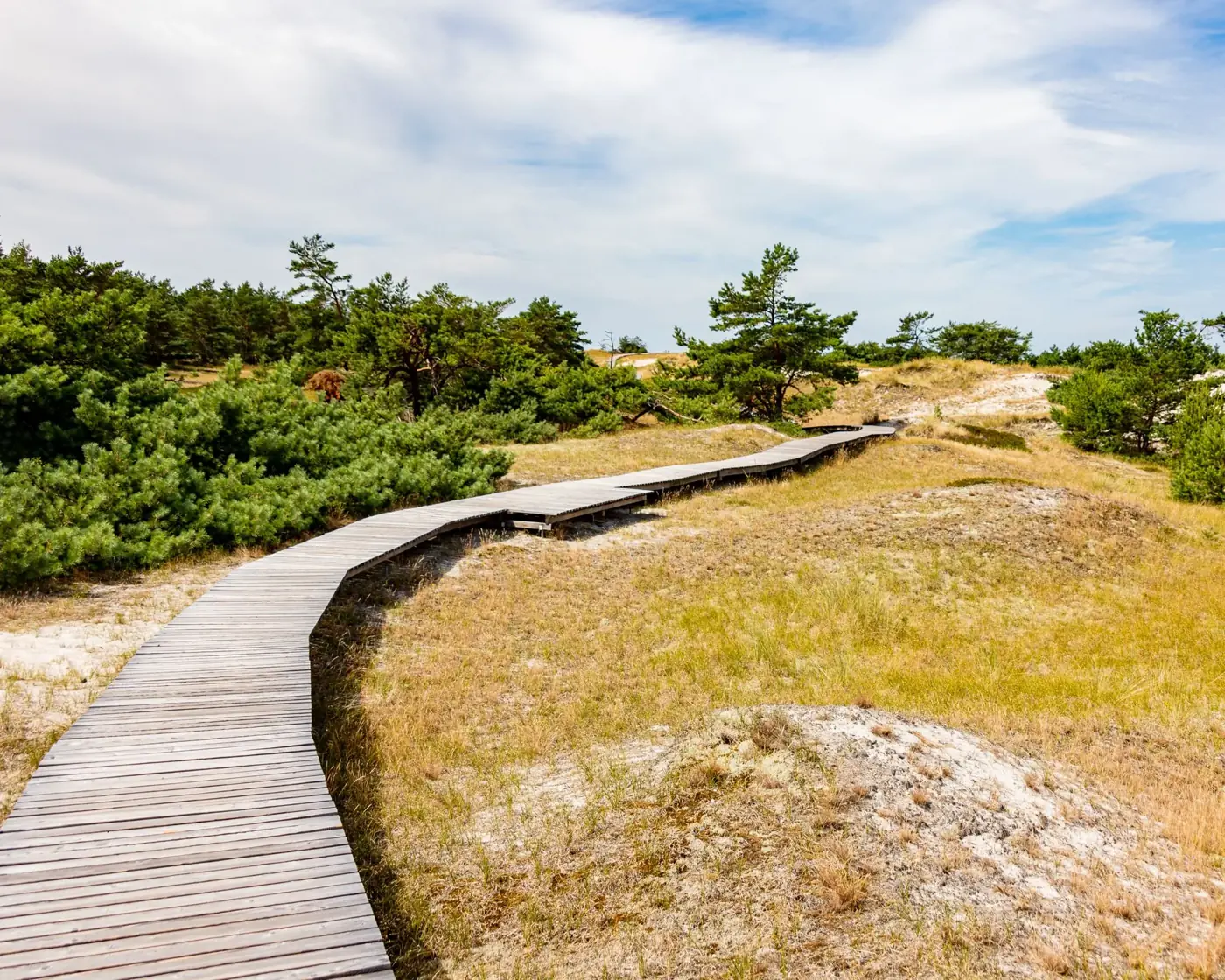Explore the serene wooden boardwalk through sandy dunes and pine trees in Wieck a. Darß, Germany.