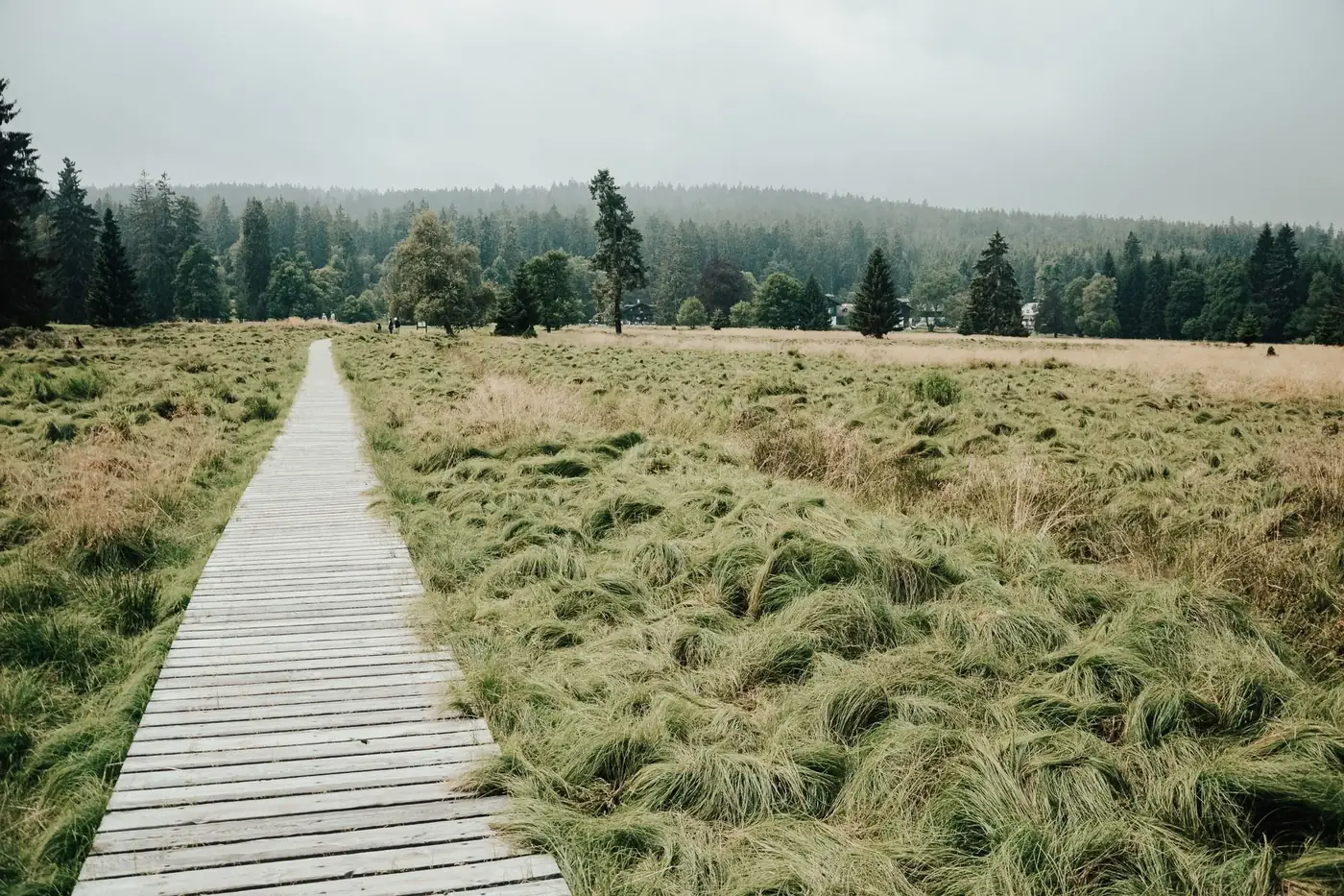 Discover a tranquil wooden walkway leading through expansive grasslands with towering trees in the distance.