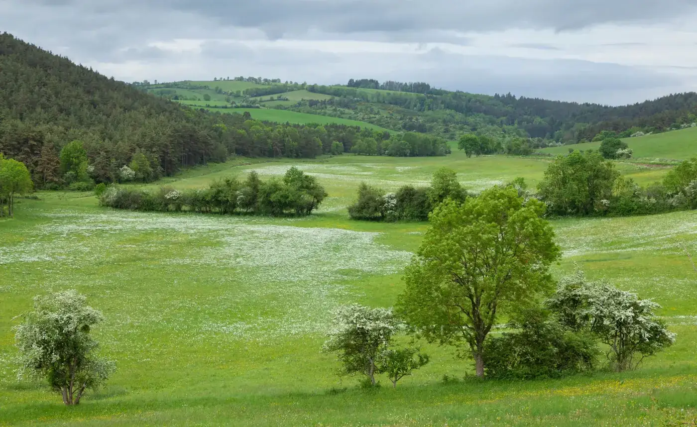 Lush green meadow in Meyrueis, France, captured during spring with rolling hills and trees.