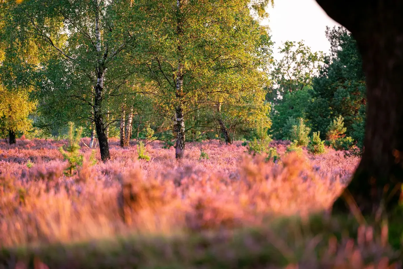 Beautiful sunset over Lüneburg Heath with blooming heather and birch trees.