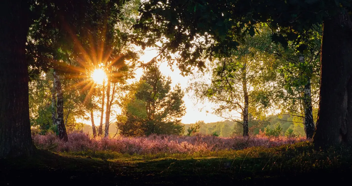 Beautiful sunset over Lüneburg Heath with trees and colorful heather in the warm light.