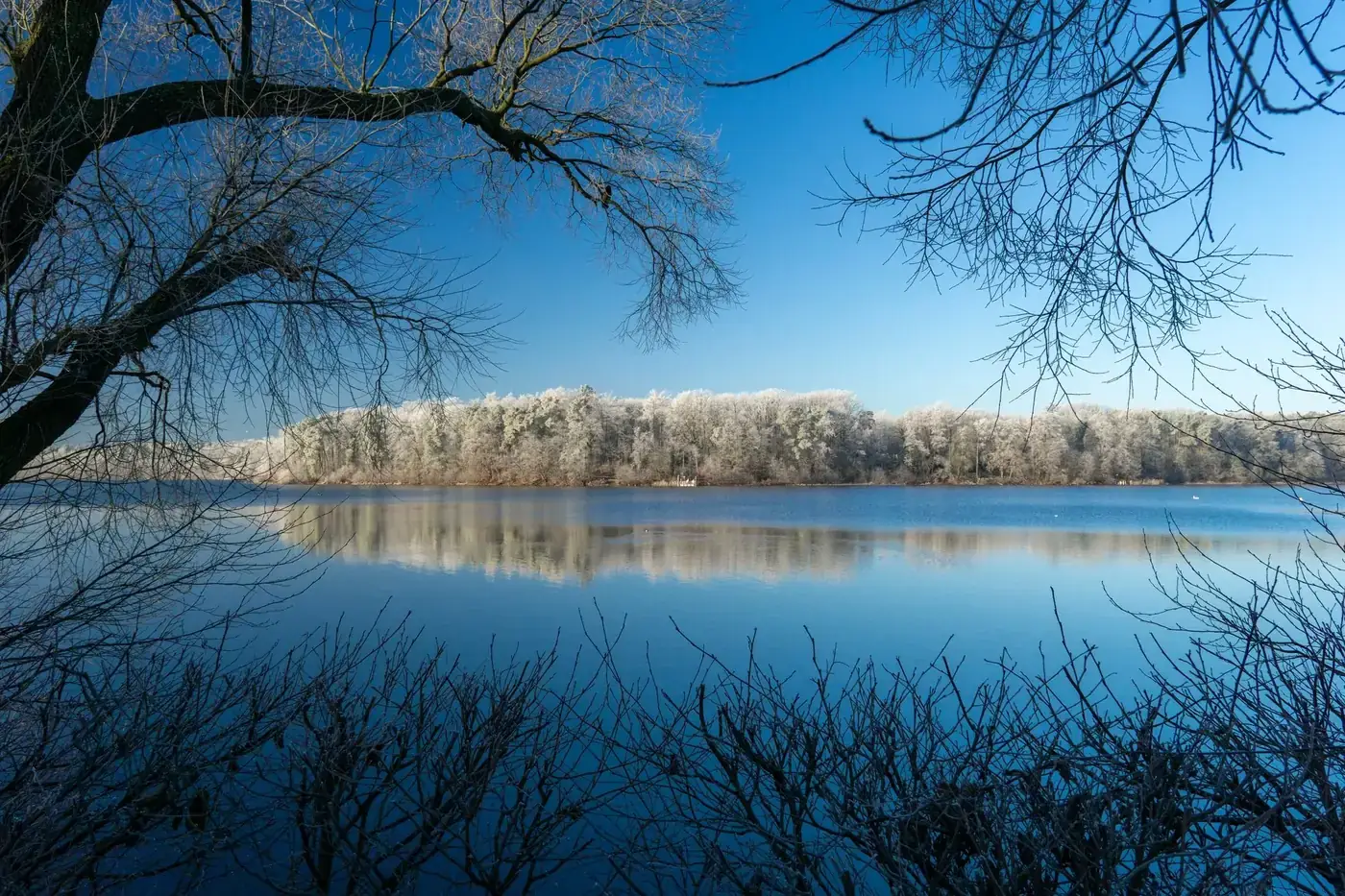 A serene winter scene with frosty trees and clear blue sky reflecting on a lake.