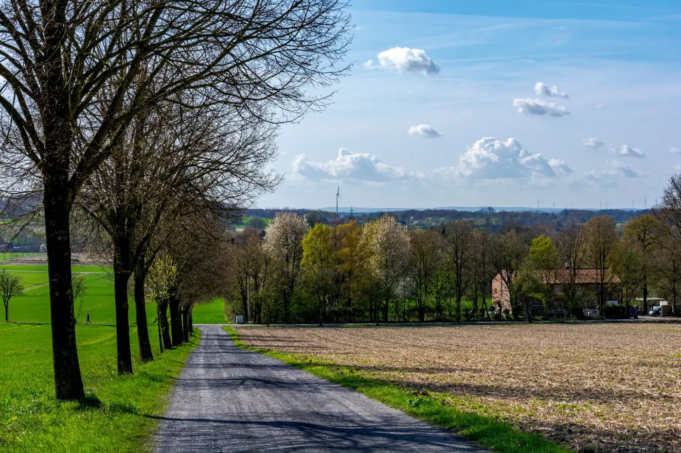 Beautiful rural landscape with a tree-lined road in Coesfeld, Germany under a bright sky.