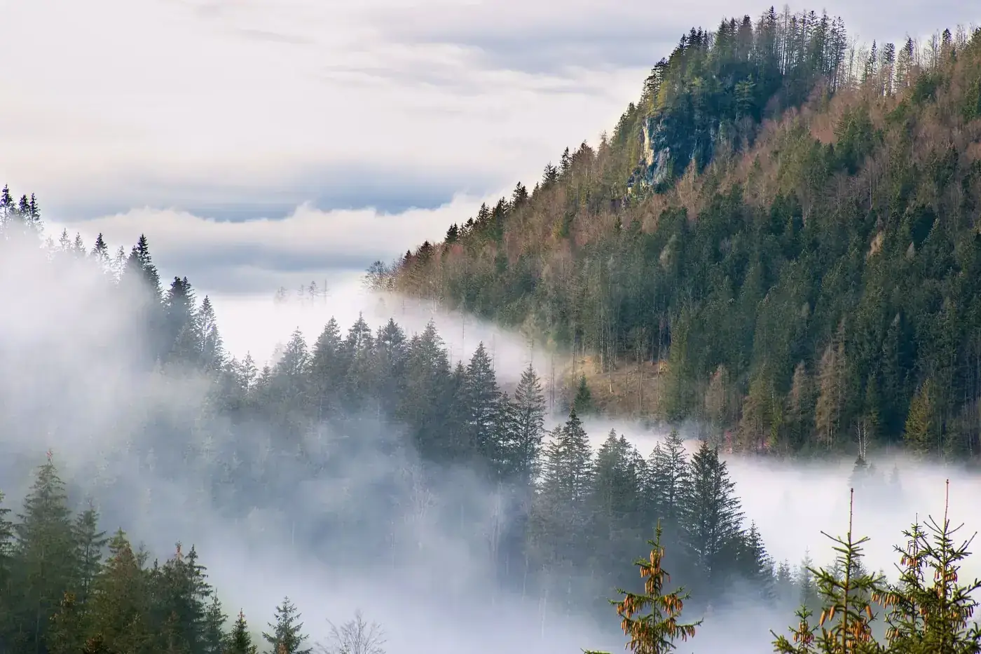 A serene foggy forest landscape in Windischgarsten, Austria, showcasing mist and evergreen trees.