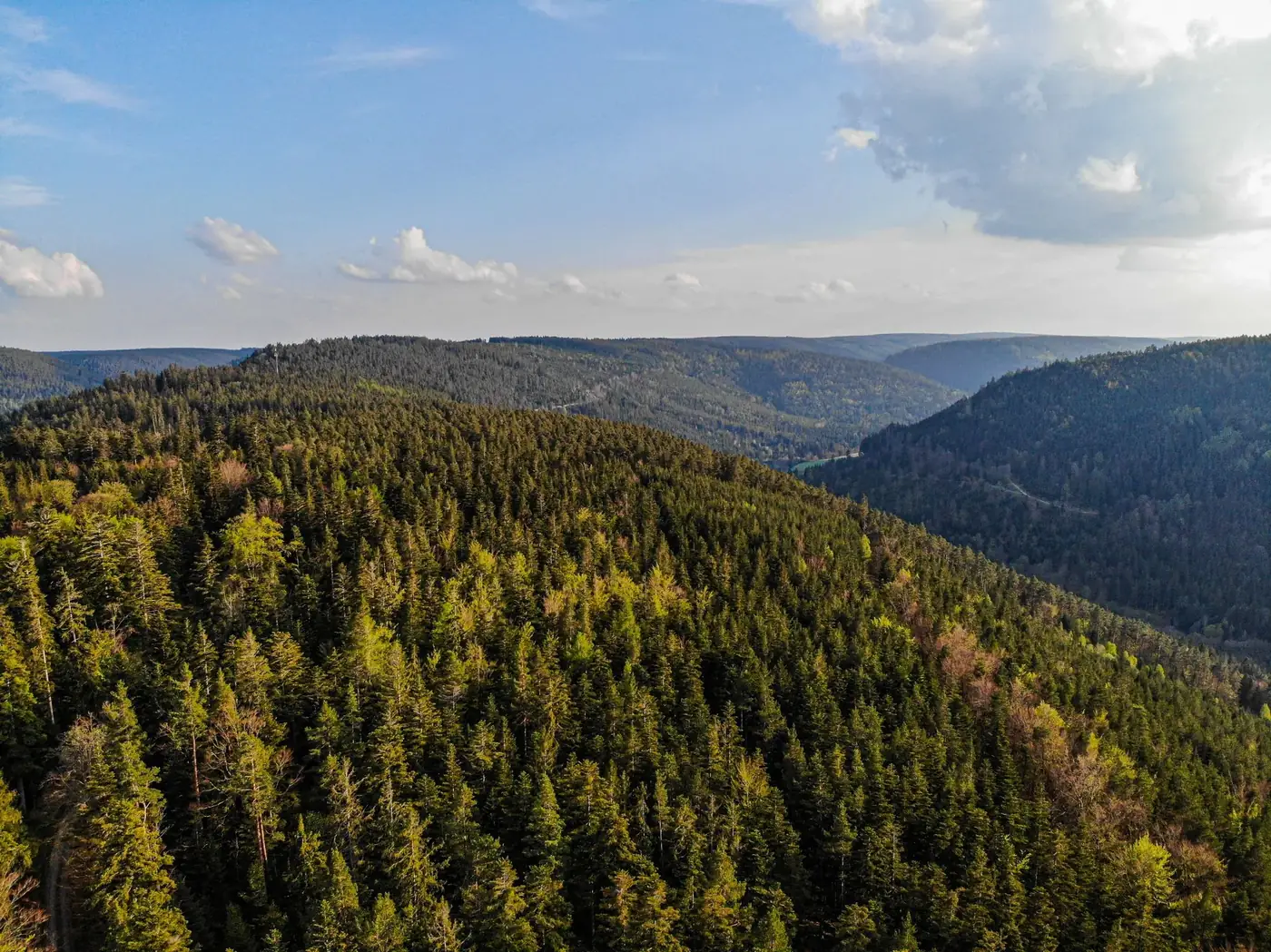 Drone shot capturing an expansive view of coniferous forests and rolling mountains under a clear sky.