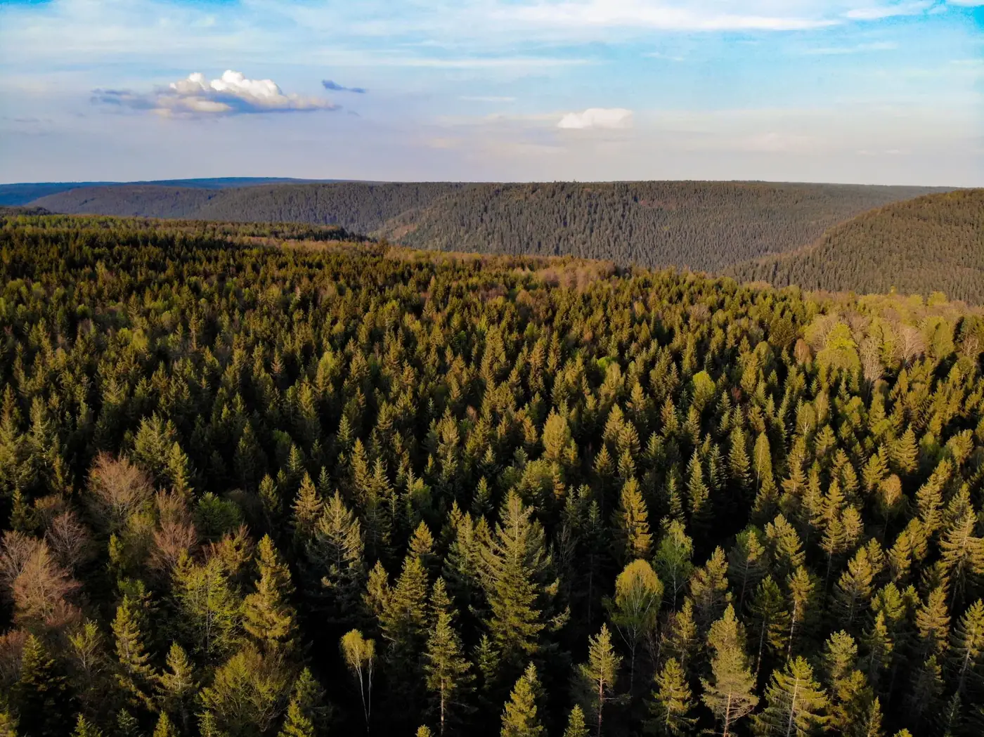 A breathtaking aerial shot of a lush, green forest stretching to the horizon under a clear blue sky.