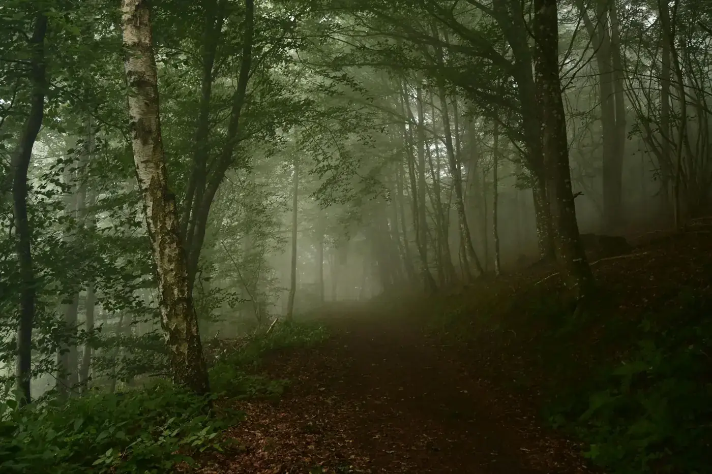 A serene forest path shrouded in mist, creating a mysterious ambiance.