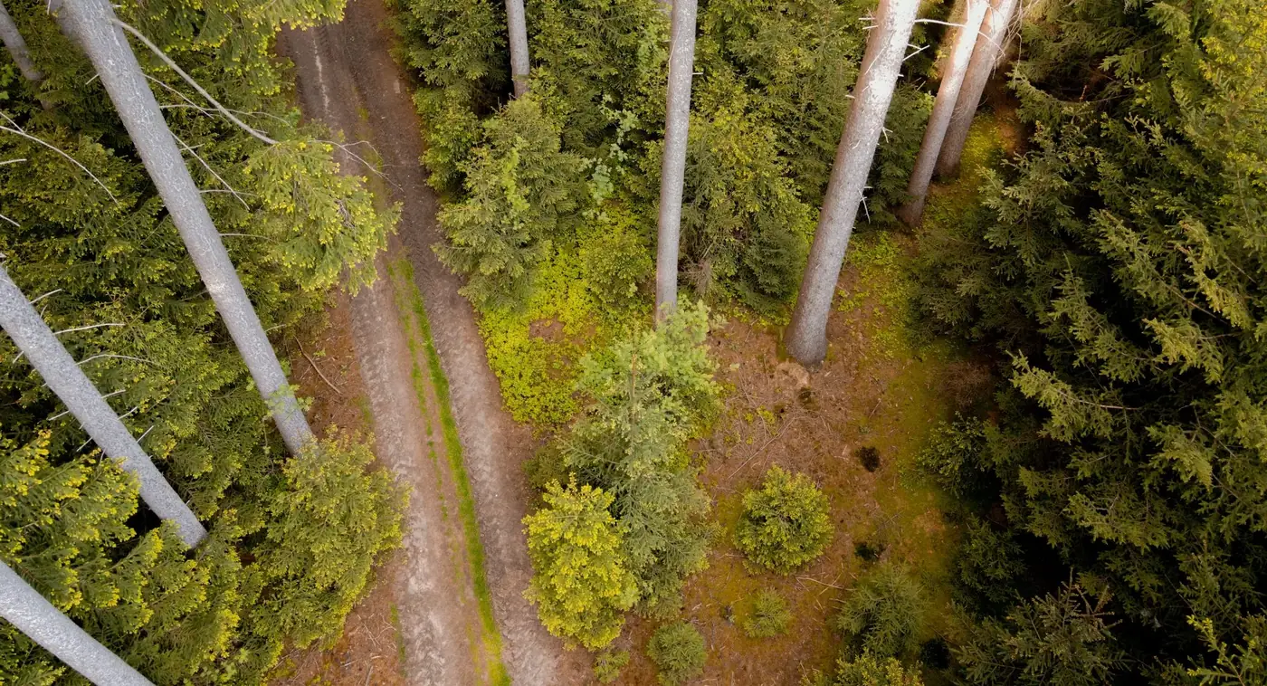 Drone shot capturing a serene forest path surrounded by lush greenery in Oberviechtach, Germany.