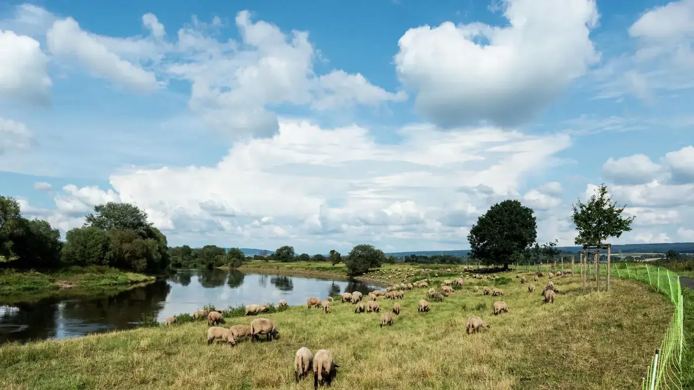 Peaceful riverside landscape with grazing sheep under a blue sky in Höxter, Germany.
