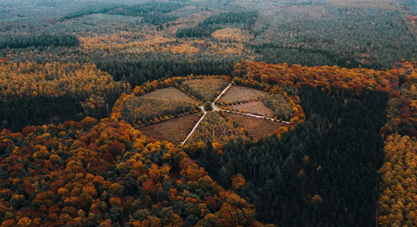 Stunning aerial capture of an autumn forest with a unique circular pattern and colorful trees.