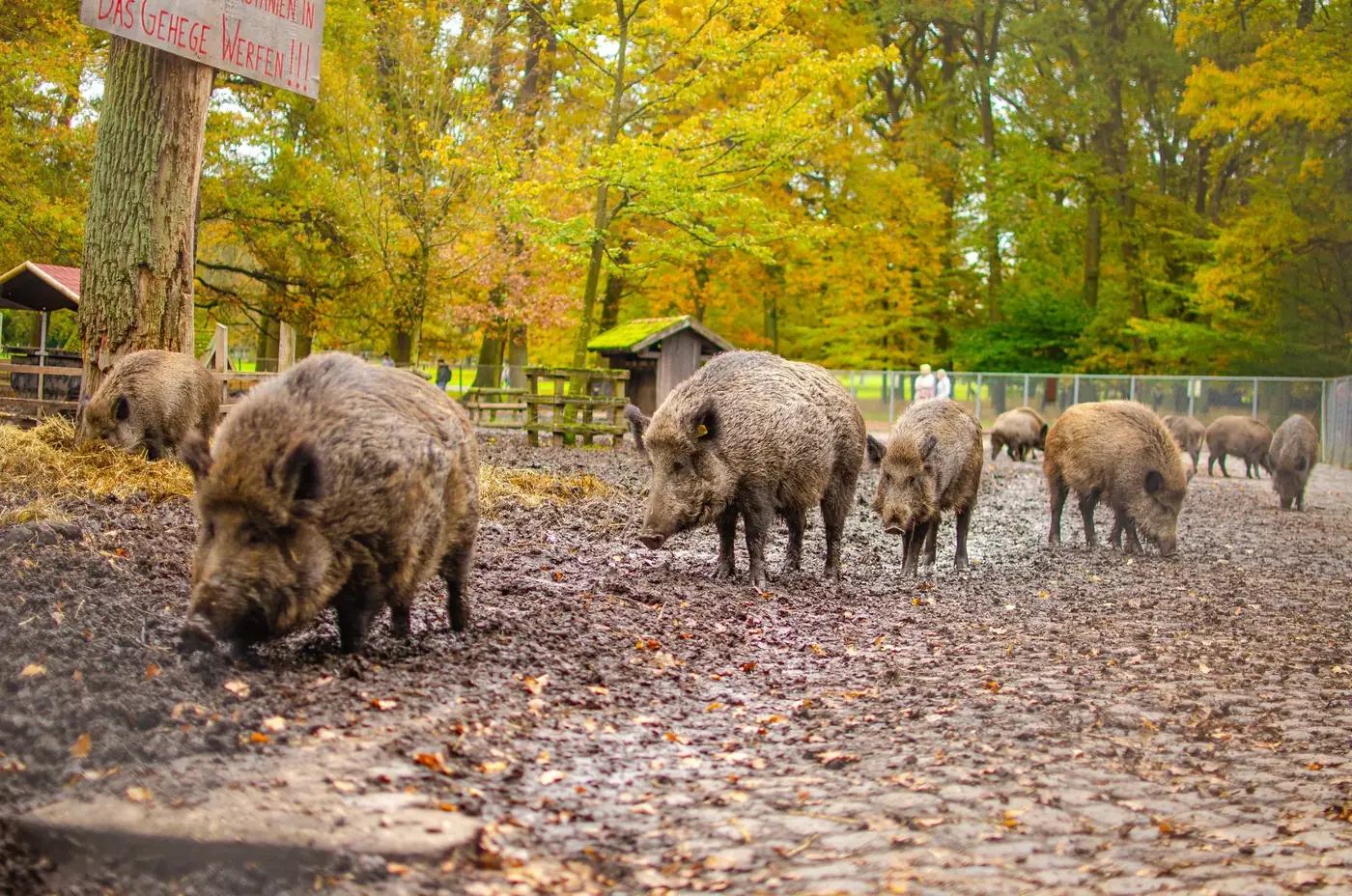 A group of wild boars roam a forest enclosure with autumn foliage, showcasing natural behavior.