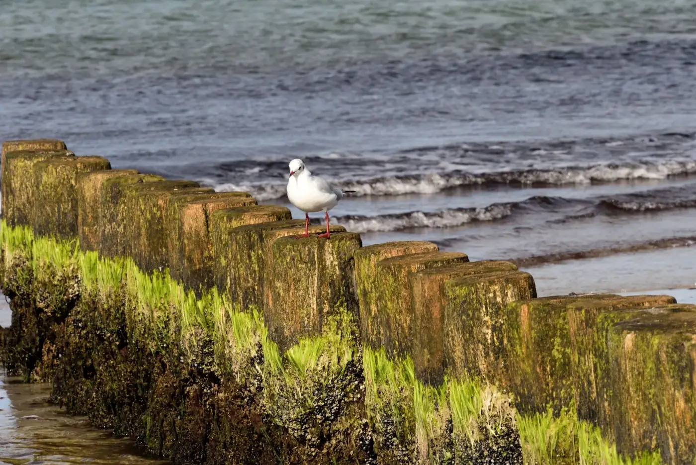 Zingst