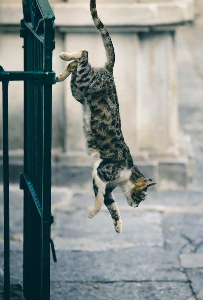 springende kat