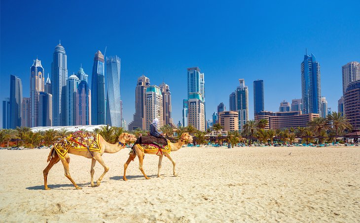 Kamelen op Jumeirah-strand in Doubai